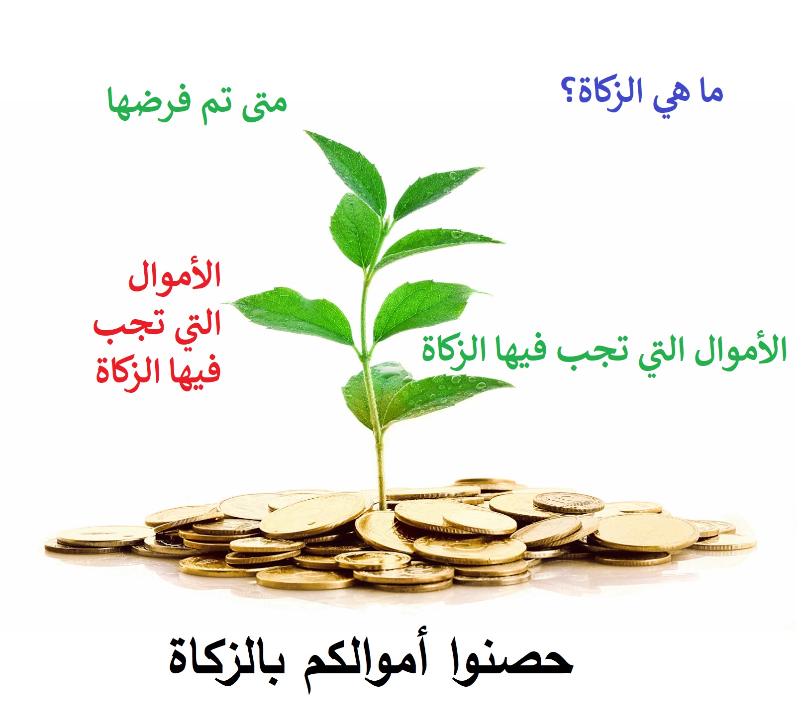 الزّكاة ودورها في حلّ مشاكل المجتمع (الاقتصاديّة والاجتماعيّة) 